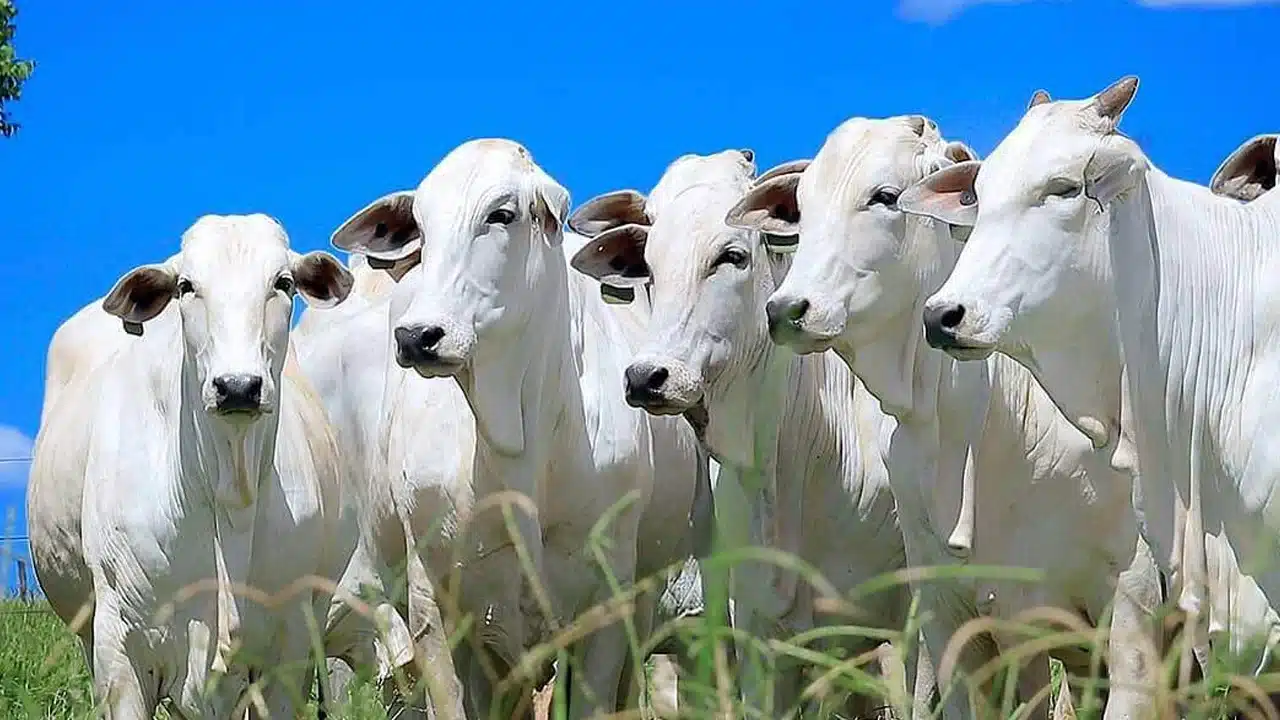 Uma imagem que ilustra um coletivo de boi.